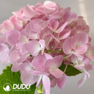 Light  pink
