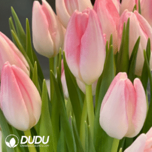 Tulip pink