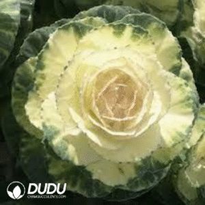 Brassica