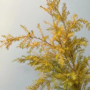 Melaleuca bracteata
