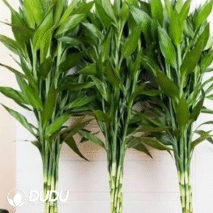 Dracaena sanderiana Sander