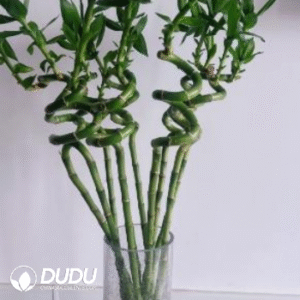 Lucky bamboo
