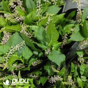Phytolacca acinosa Roxb